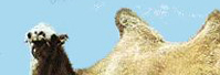 sexual camel